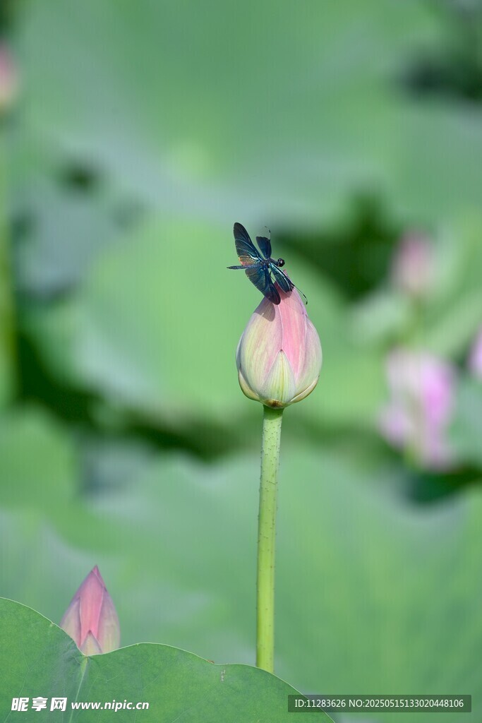 蜻蜓立荷尖