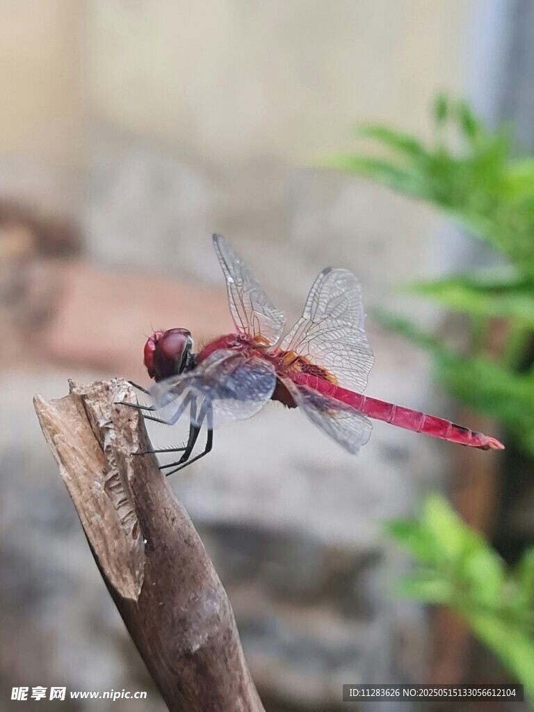红蜻蜓栖息于枝头