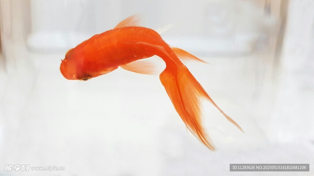 水中游弋的艳丽红金鱼