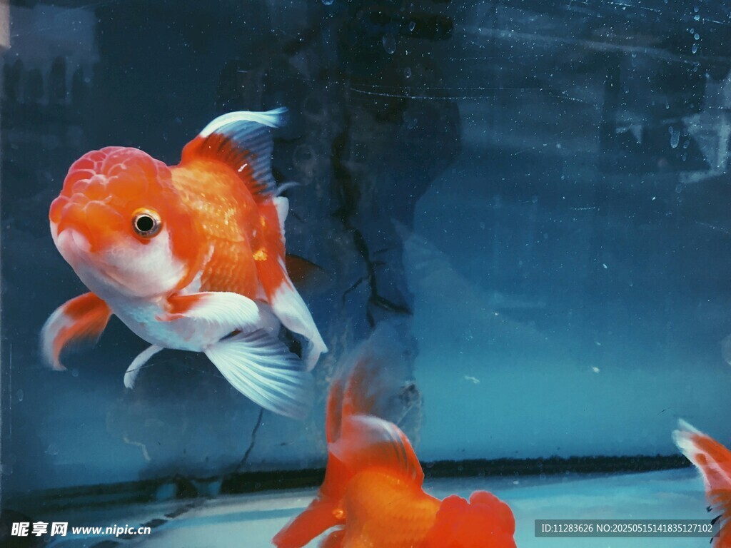 灵动金鱼水中游
