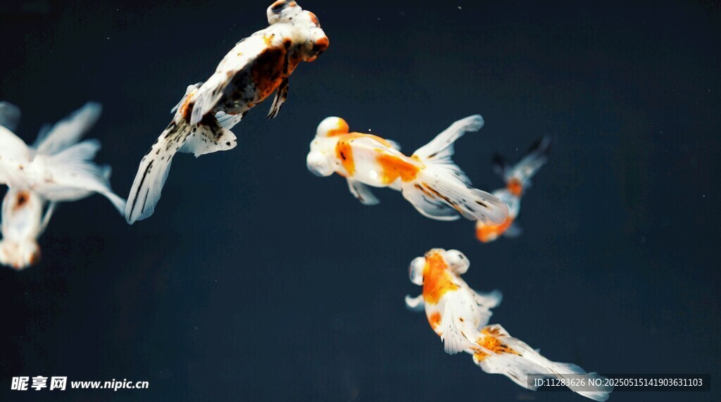 水中锦鲤灵动游弋
