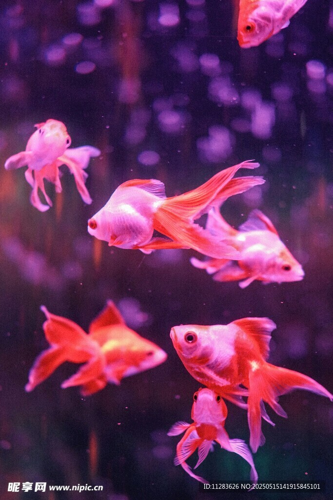 灵动金鱼水中游