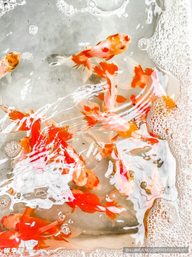 灵动金鱼