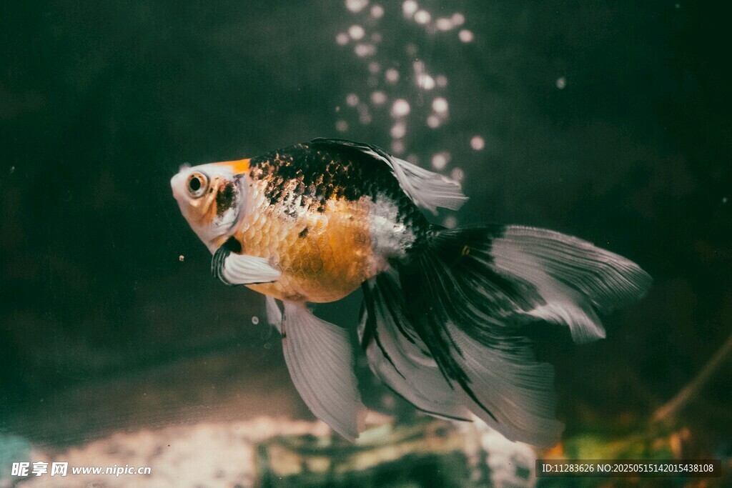 优雅金鱼水中灵动瞬间