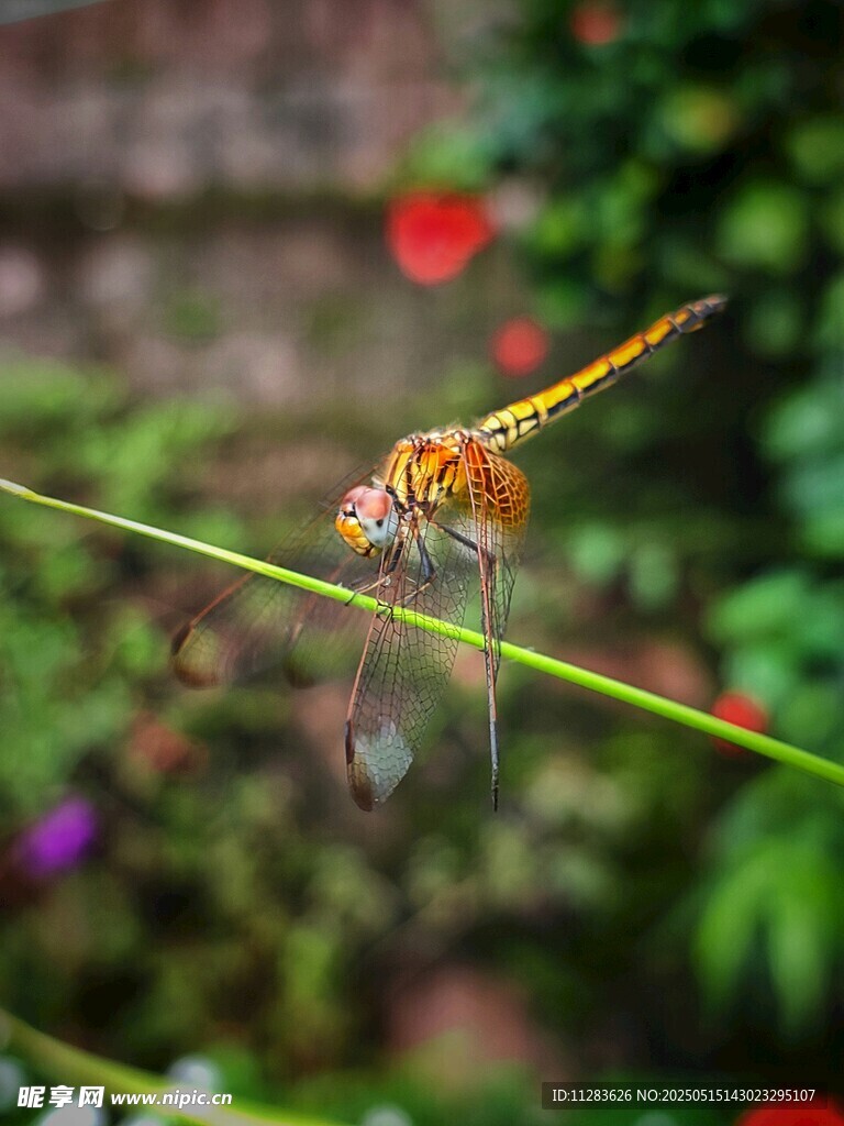 停在草茎上的美丽小蜻蜓