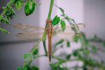 绿叶上的精致红蜻蜓