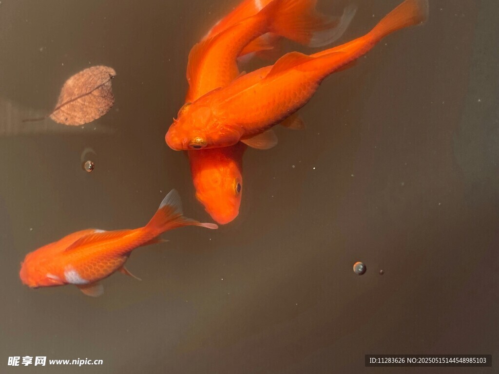 水中畅游的鲜艳小金鱼
