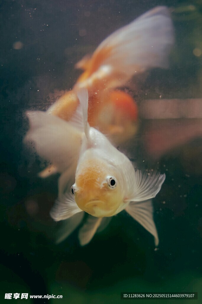 灵动金鱼水中游
