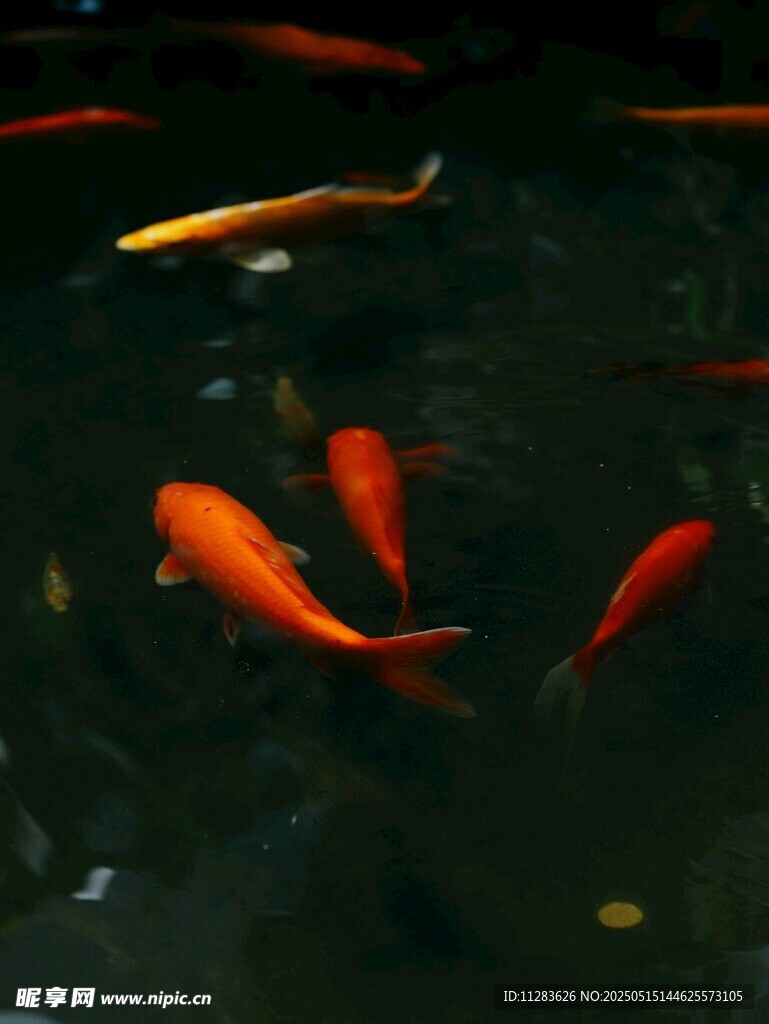 水中畅游的鲜艳红金鱼