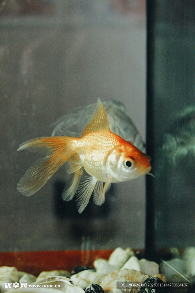 金鱼在水族箱中的优雅姿态
