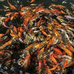 水中鲤鱼