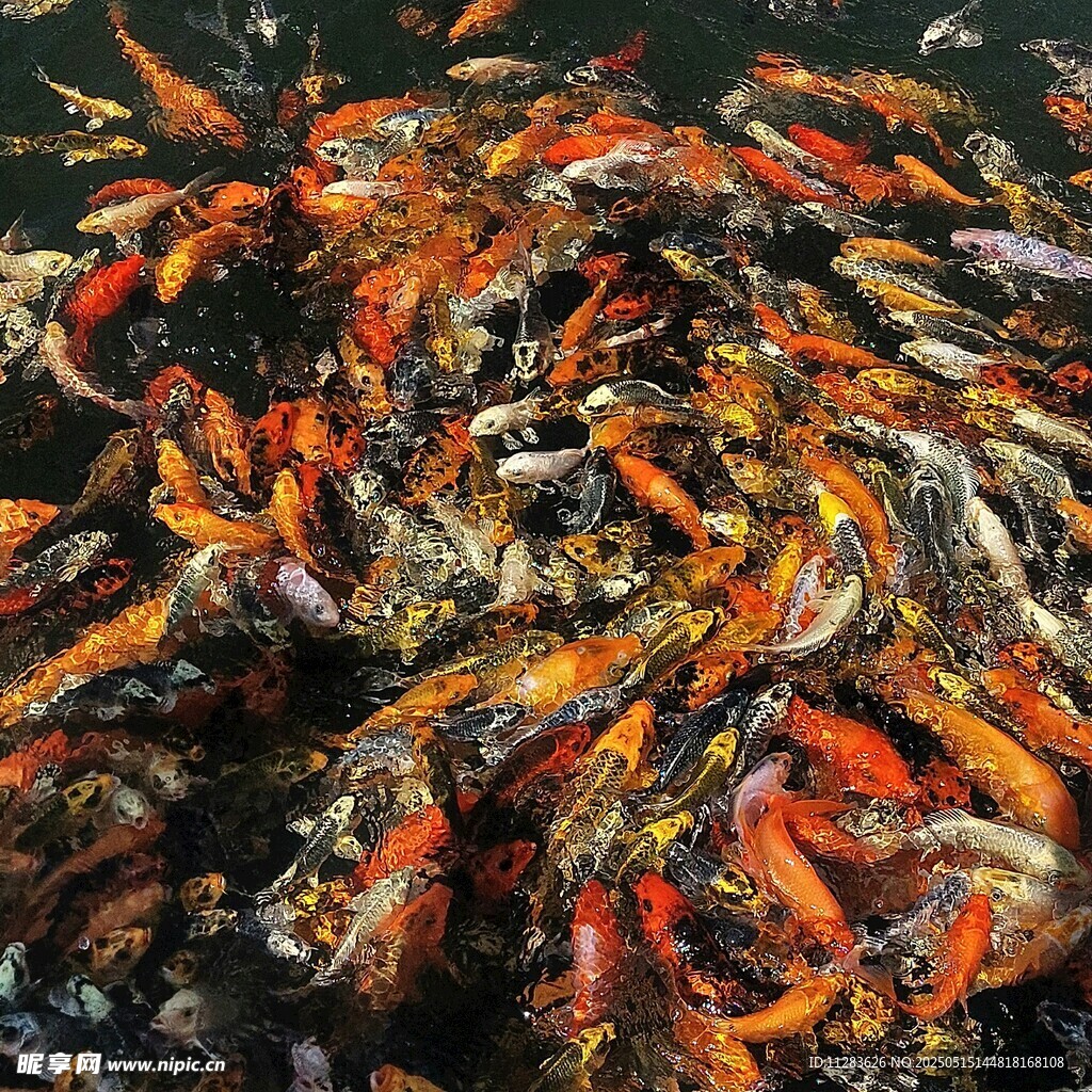 水中鲤鱼