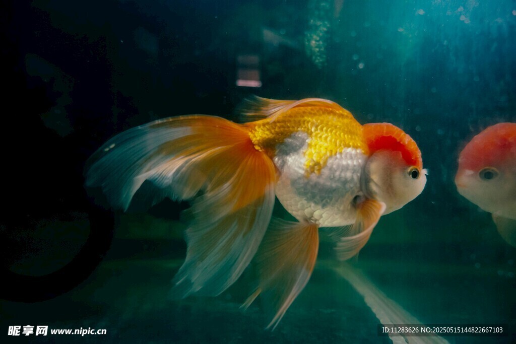 优雅金鱼水中自在游弋