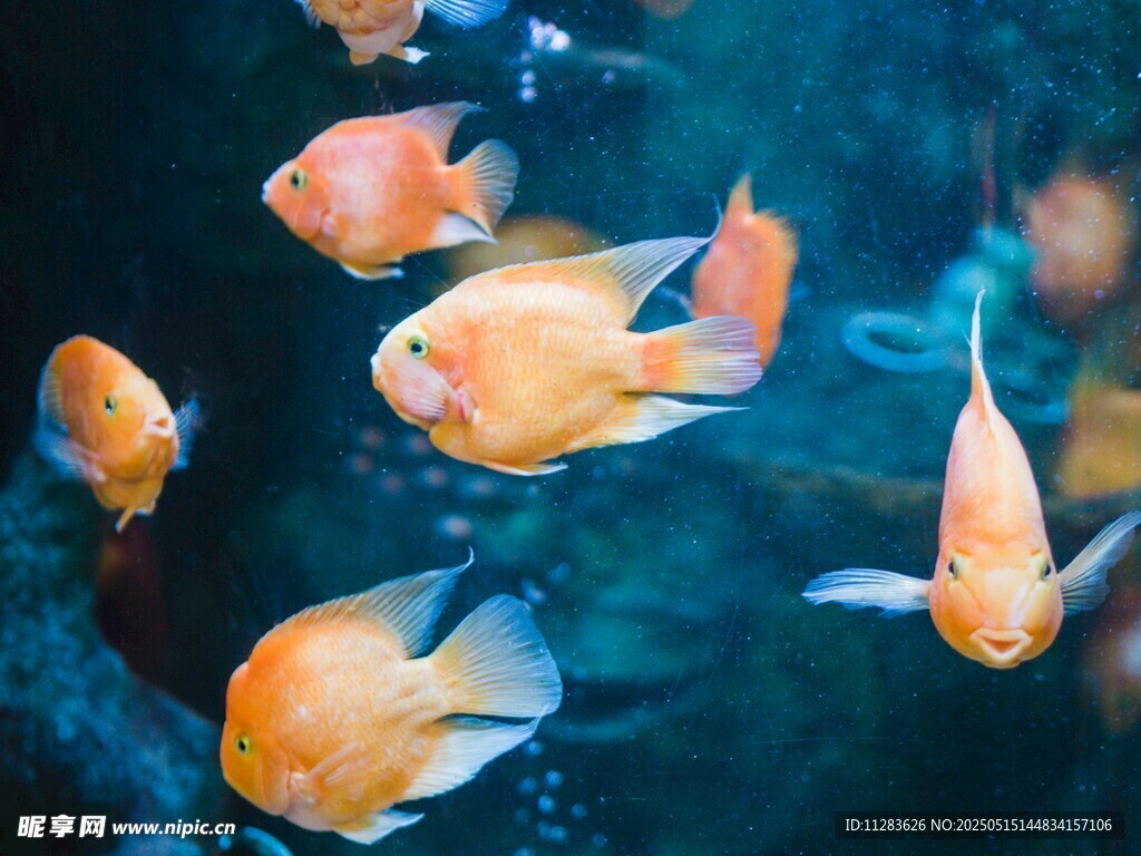 水中畅游的多彩观赏鱼