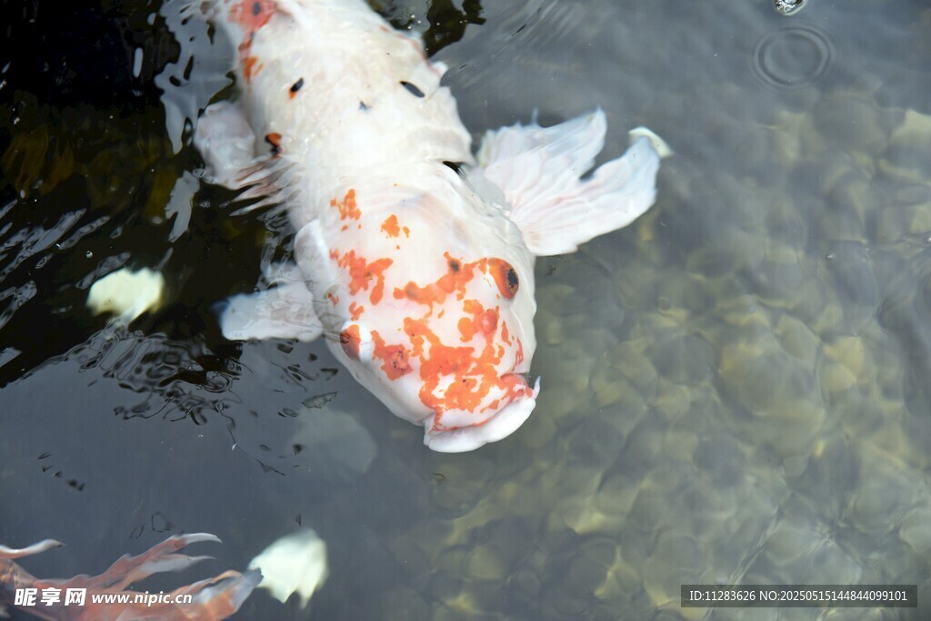水中锦鲤游动姿态优美