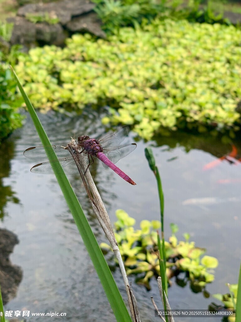 池塘边的红蜻蜓与浮萍