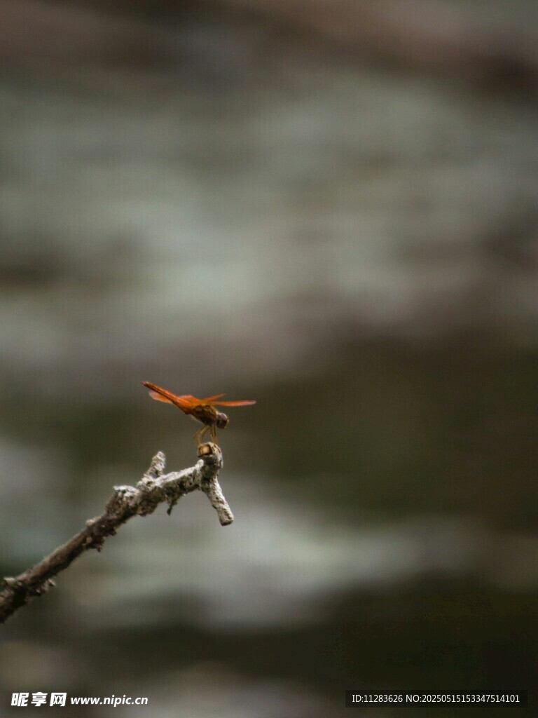 枝头停驻的橙红色蜻蜓