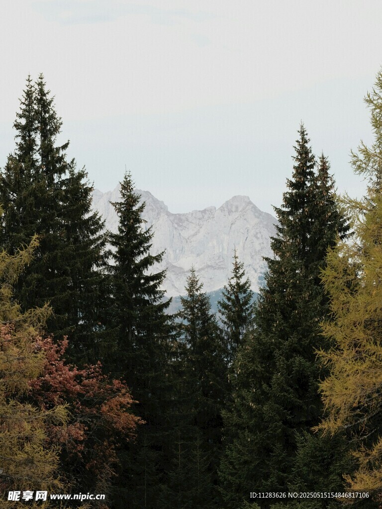 山林间的挺拔松树与远山