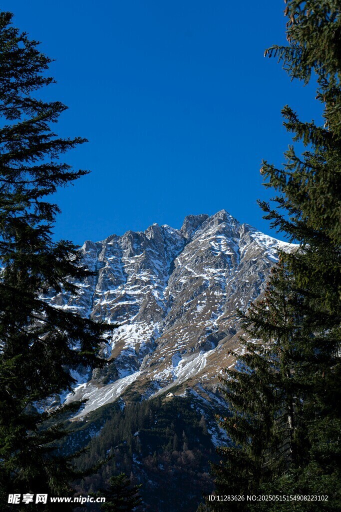 雪山松林美景
