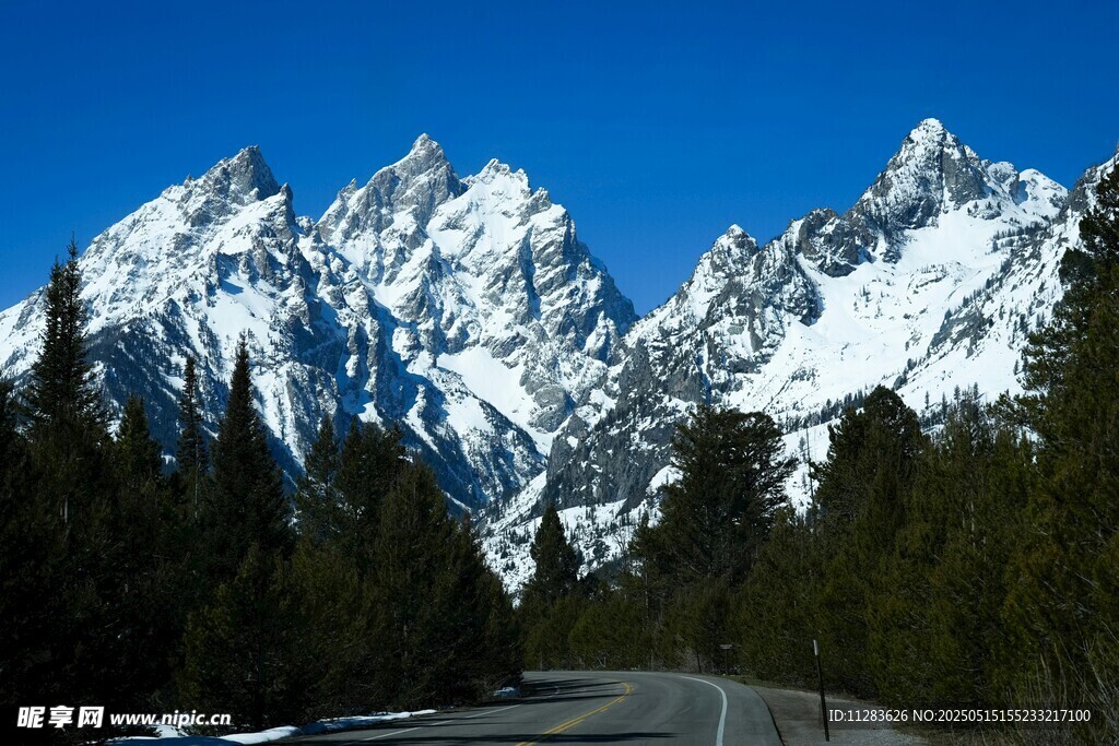 雪山公路旁的葱郁树林