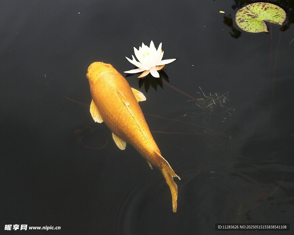 池塘中的金色锦鲤与白莲花