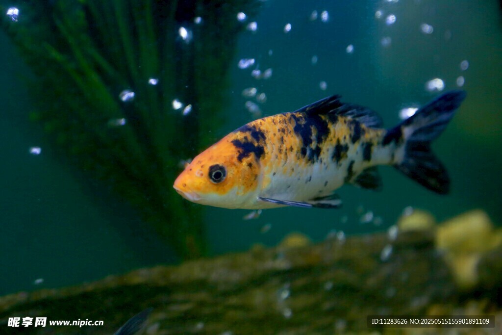 水中锦鲤悠游
