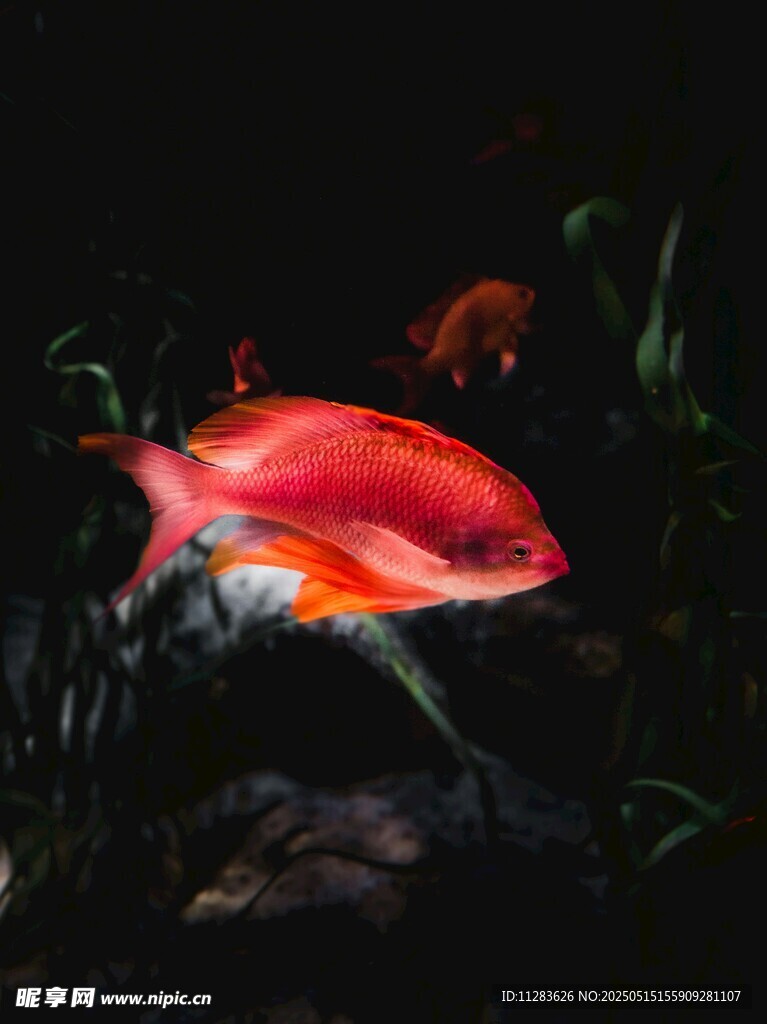 红色观赏鱼在水中游动