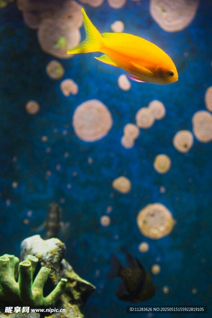 梦幻海底世界中的金黄小鱼