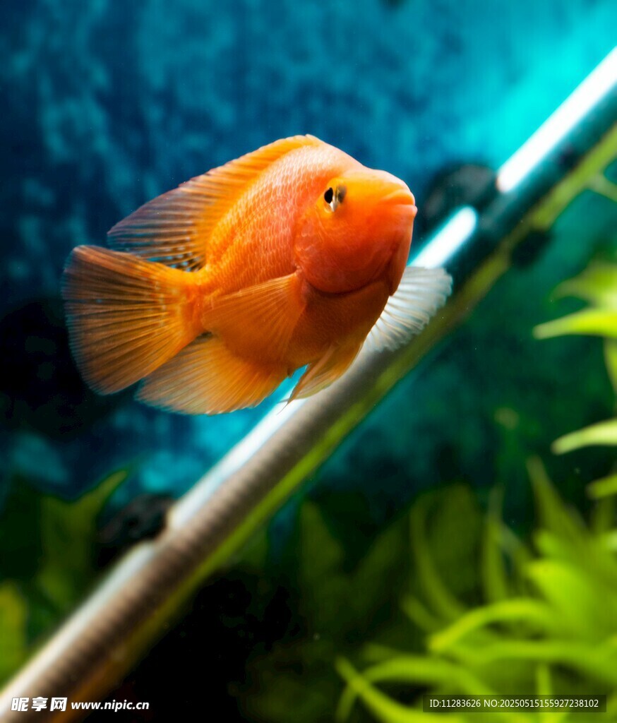 橙红色观赏鱼于水族箱中
