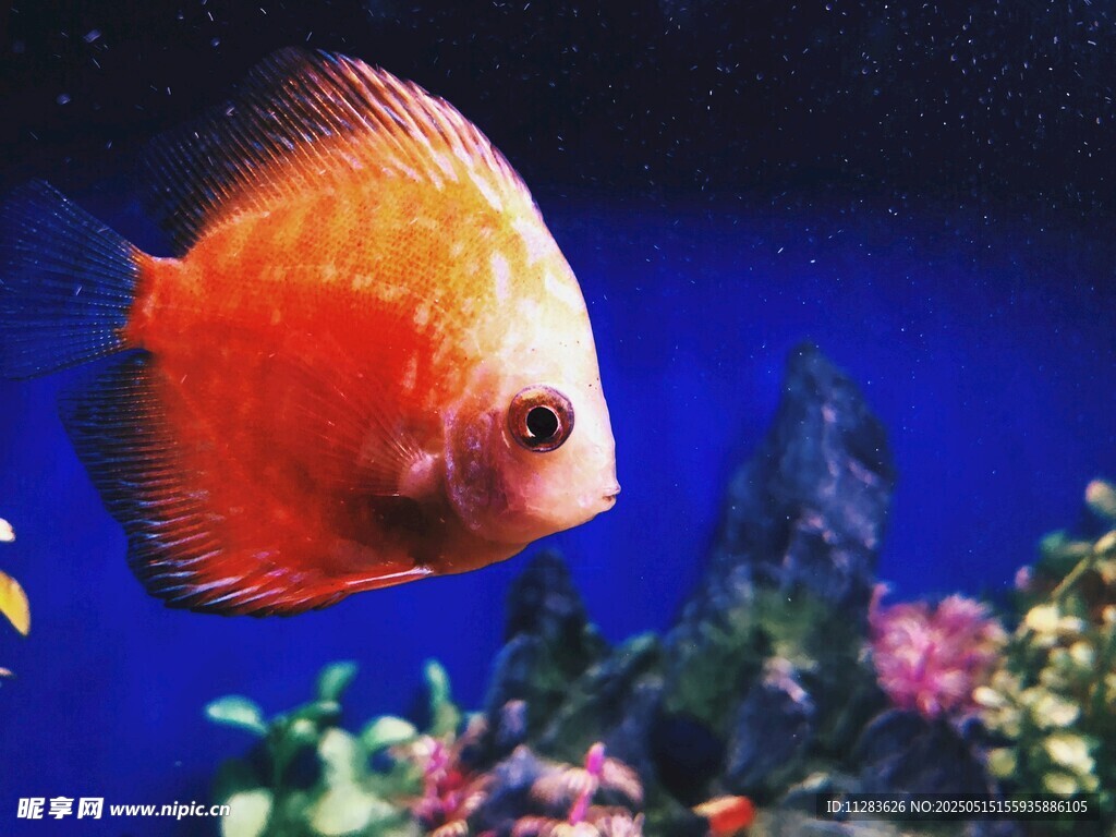 水中游弋的绚丽七彩神仙鱼
