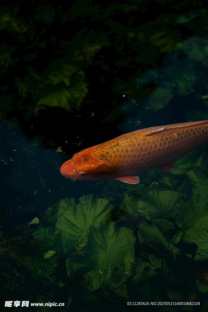 水中锦鲤