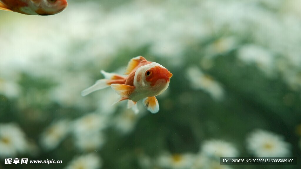 灵动金鱼水中自在游弋