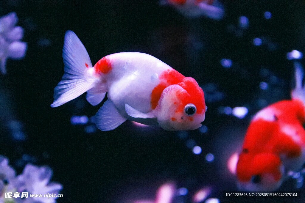 红白金鱼悠游于水族箱
