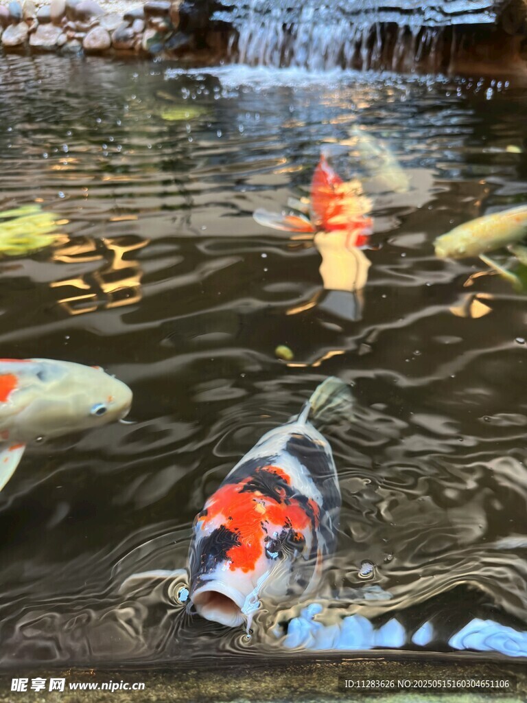 池塘锦鲤