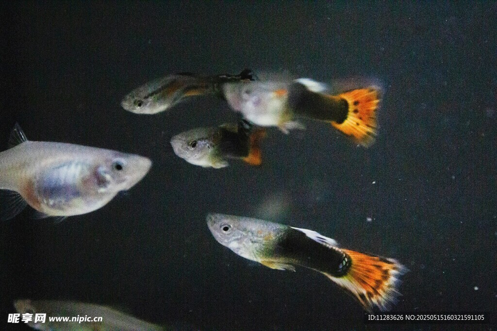 多彩观赏鱼在水中游动