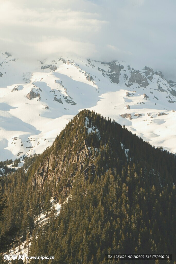 雪山下的葱郁山林