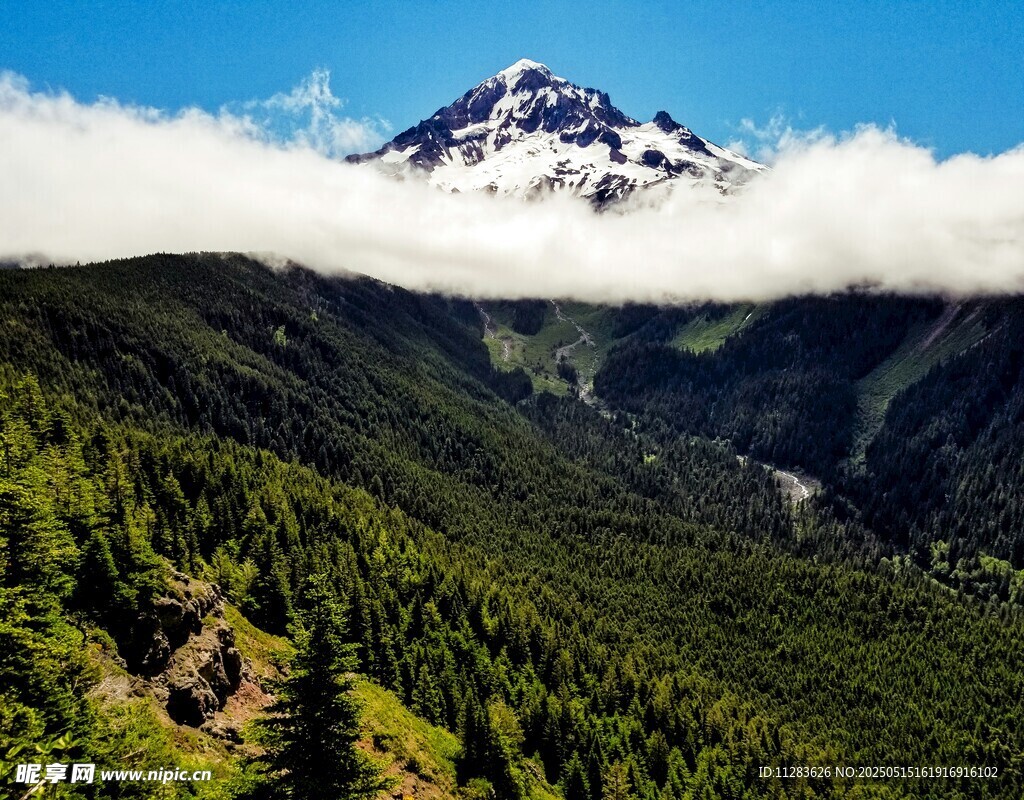 巍峨雪山下的葱郁山林