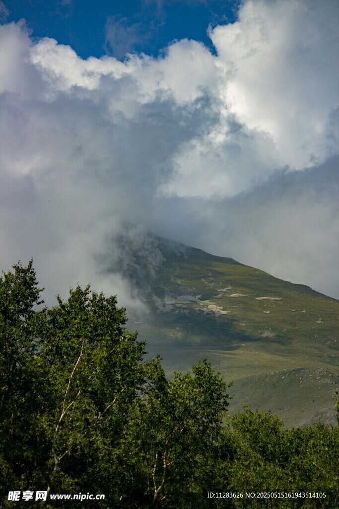 云雾缭绕的山林美景