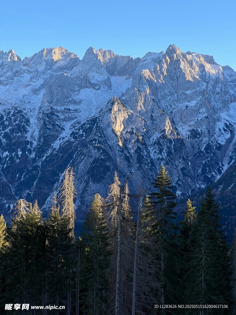 雪山下的茂密森林景观