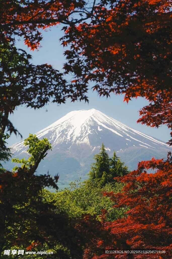 红叶映衬下的富士山美景