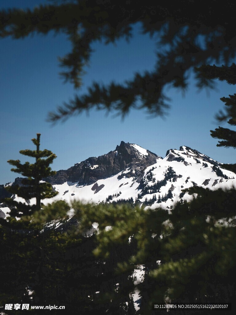 雪山松林美景