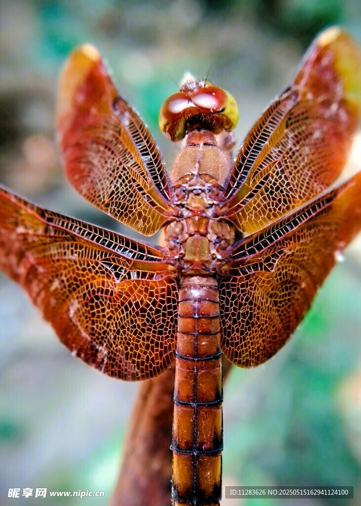 红蜻蜓特写