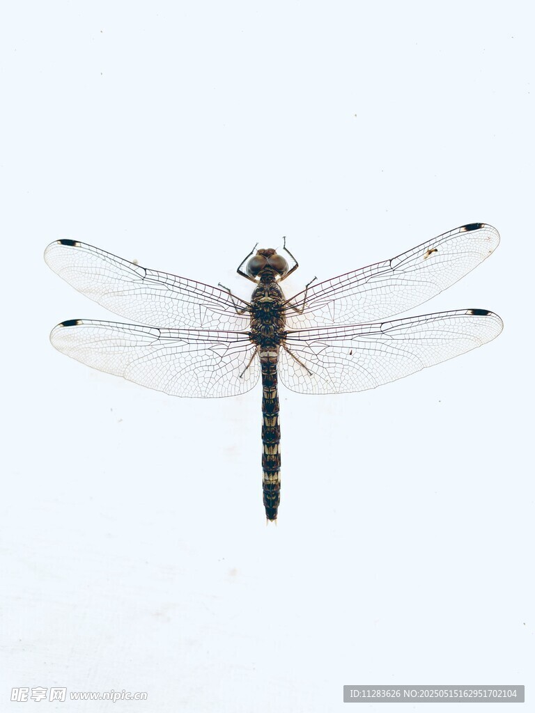 单只蜻蜓特写