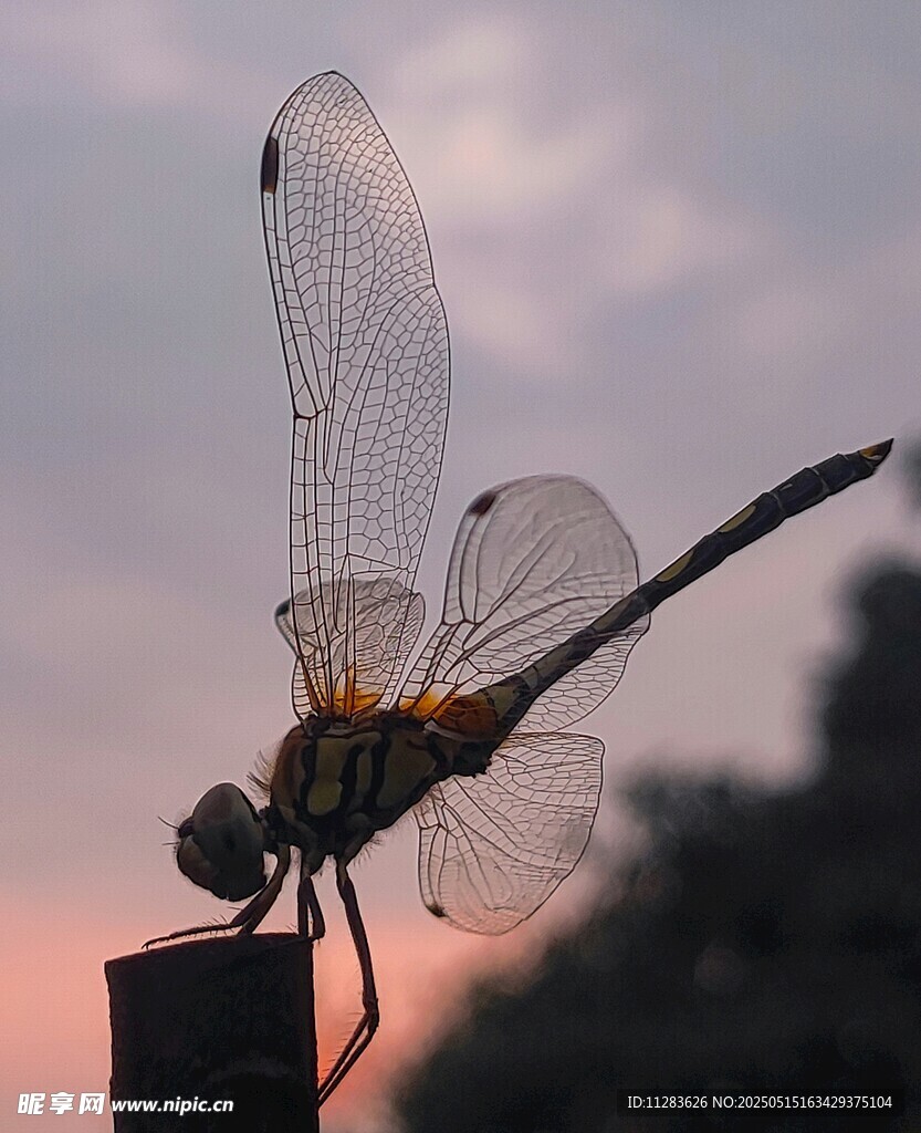 夕阳下的蜻蜓特写