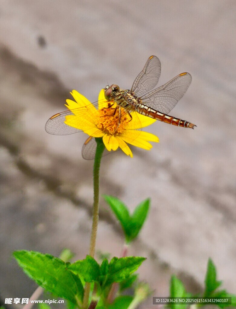 蜻蜓停驻太阳花上
