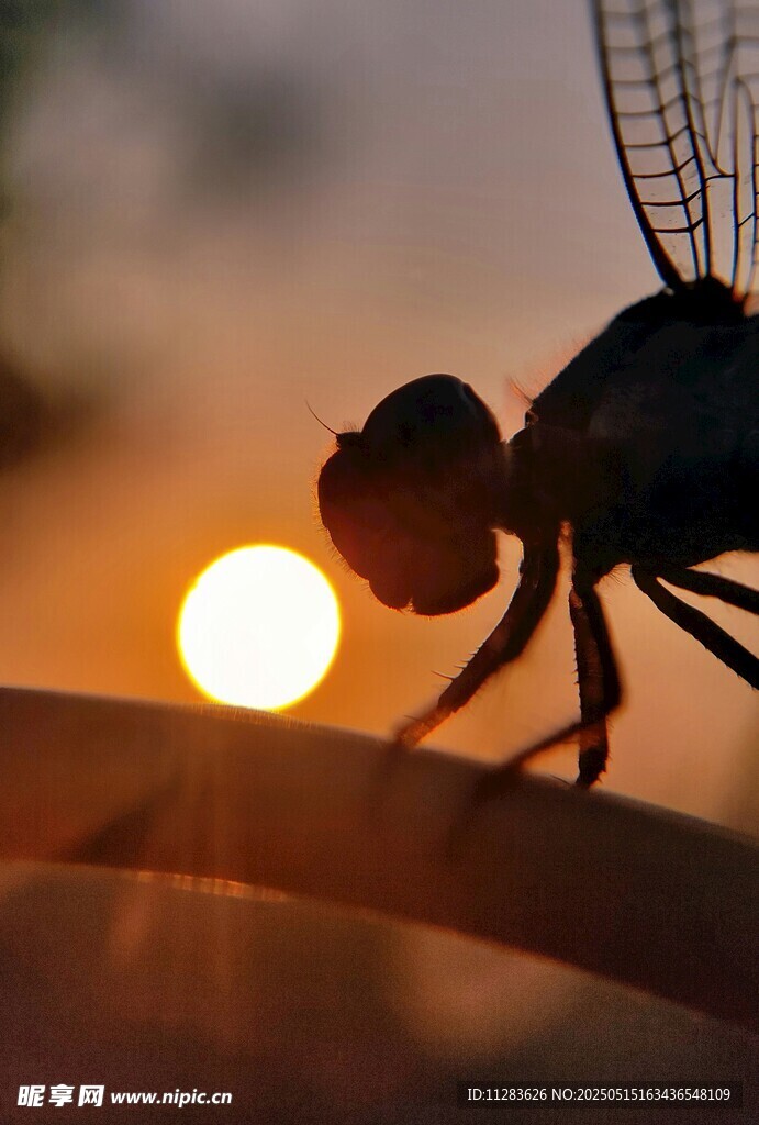 夕阳下的蜻蜓剪影