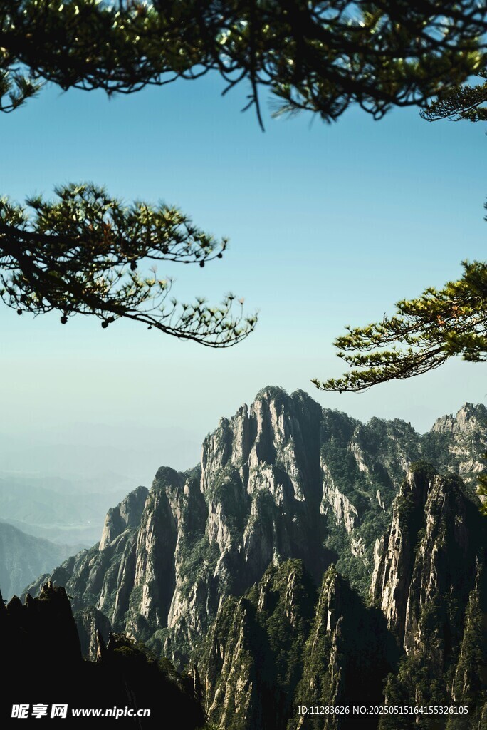巍峨山峦间的苍松美景