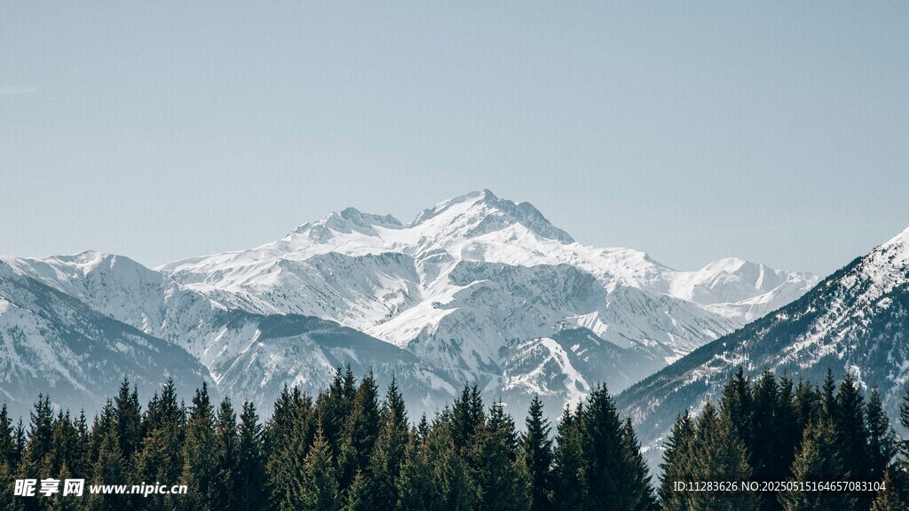 雪山下的茂密森林景观
