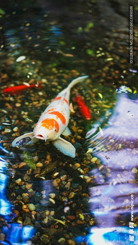 水中锦鲤悠游