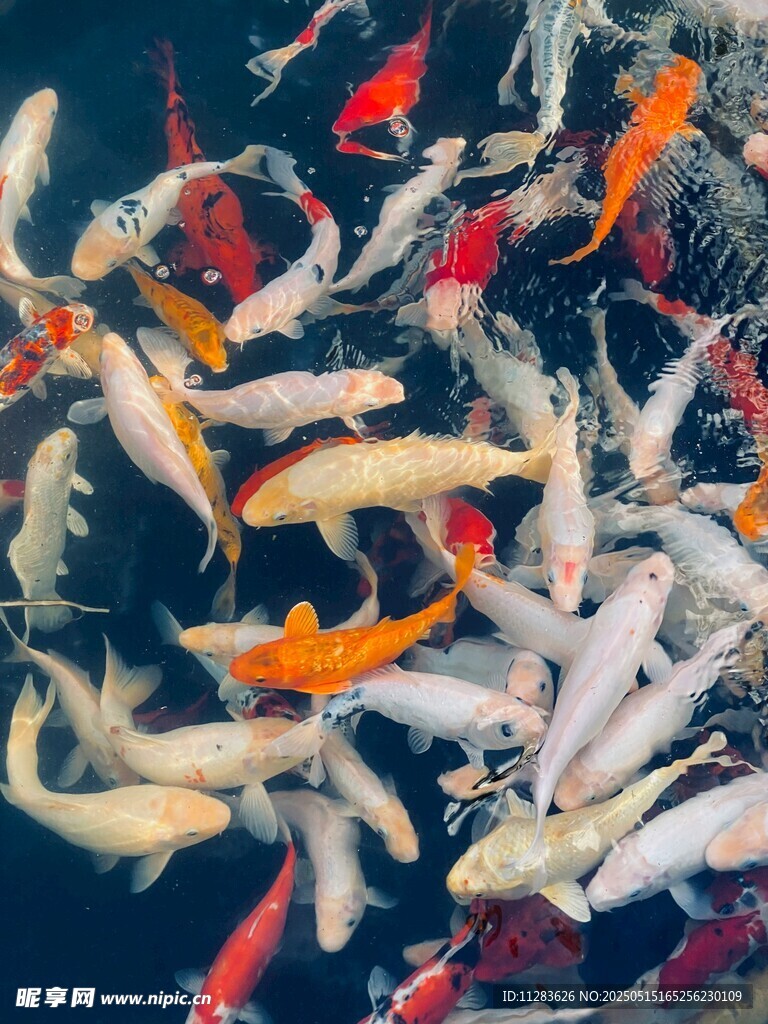 多彩锦鲤畅游水中世界